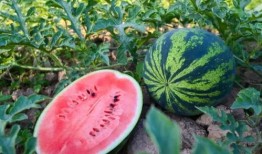 淄博淄川吃瓜,瓜果飘香，品味夏日田园风情